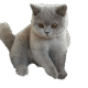 Gatitos en adopción