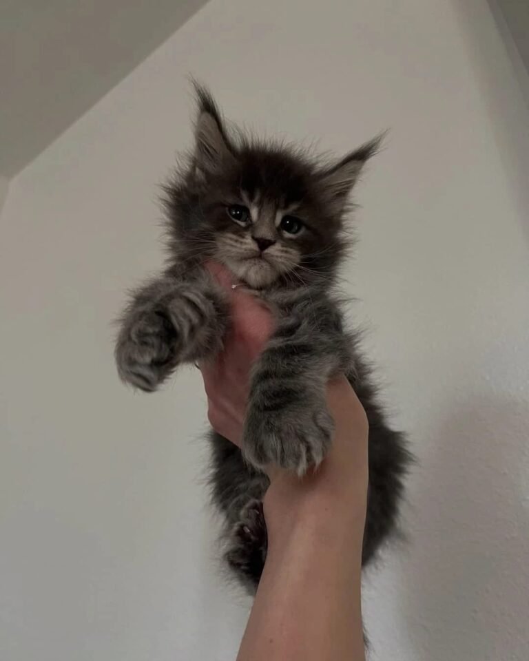 Maine Coon