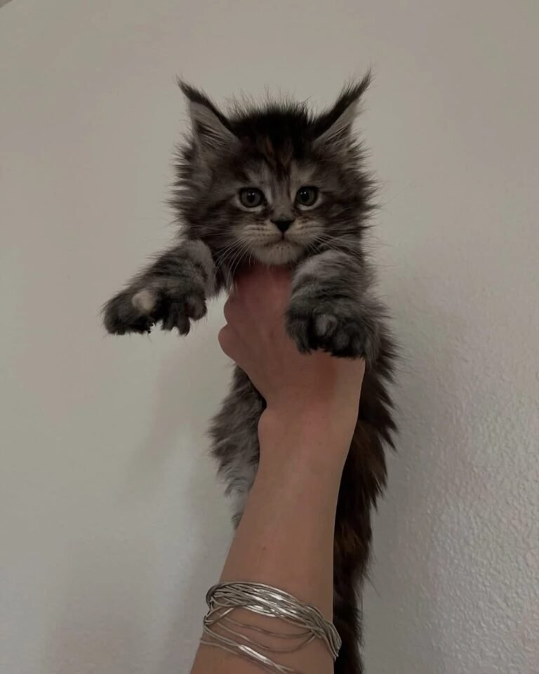 Maine Coon