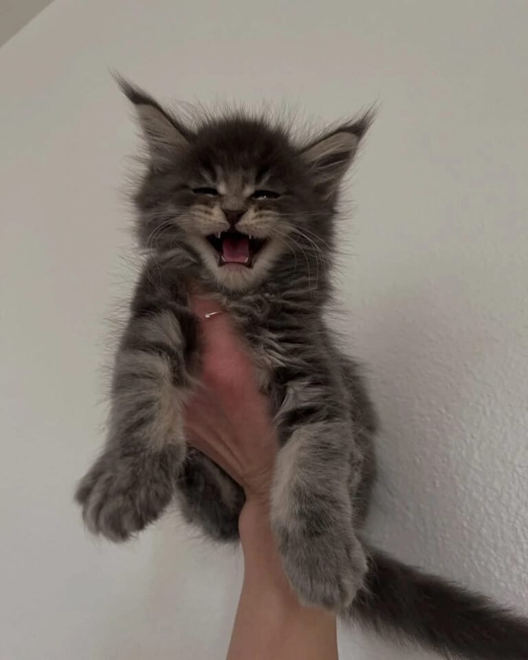 Maine Coon