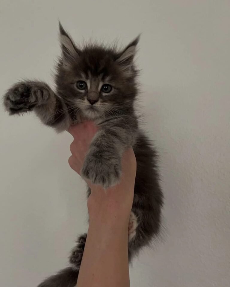 Maine Coon