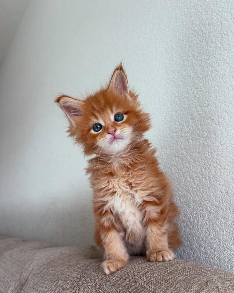 Maine Coon