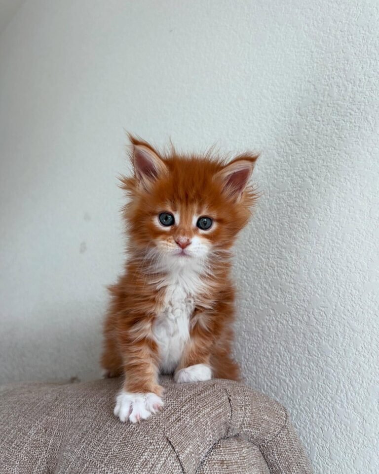 Maine Coon