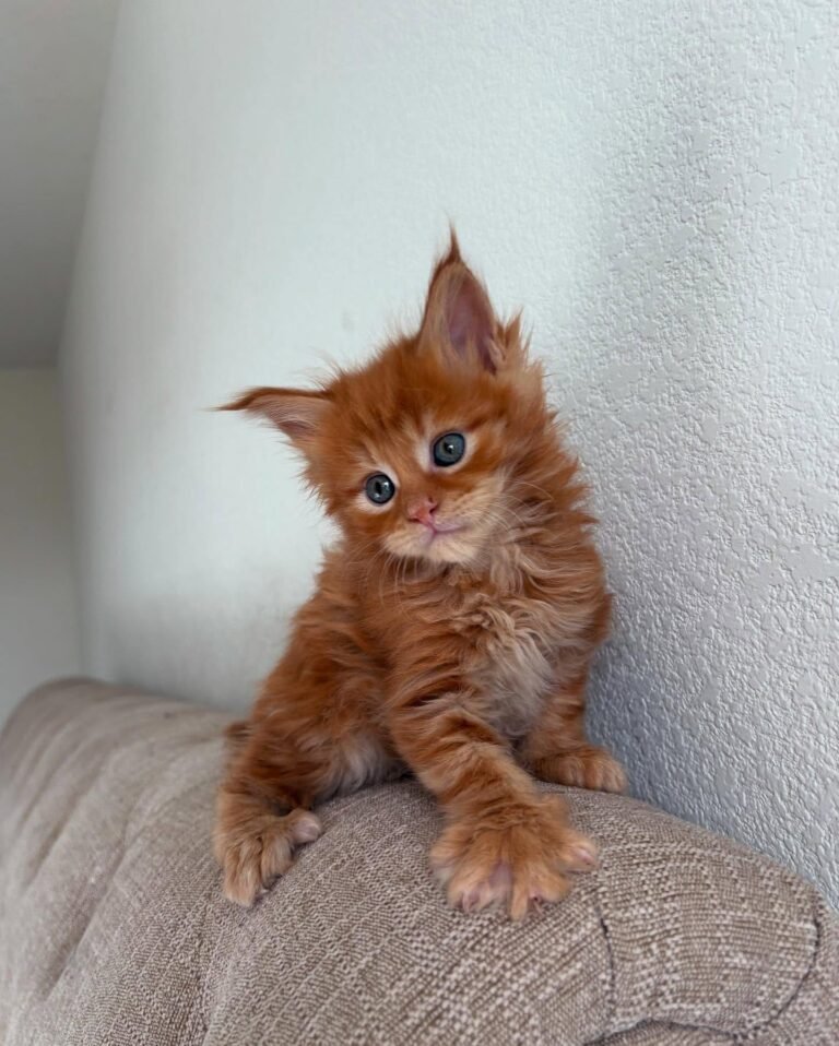 Maine Coon
