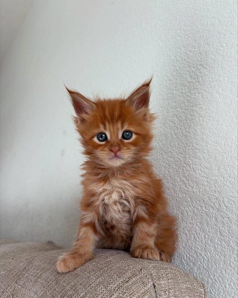 Gatitos gratis para adopción