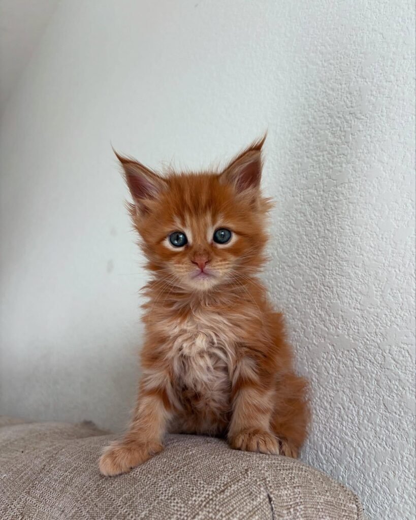 Gatitos gratis para adopción