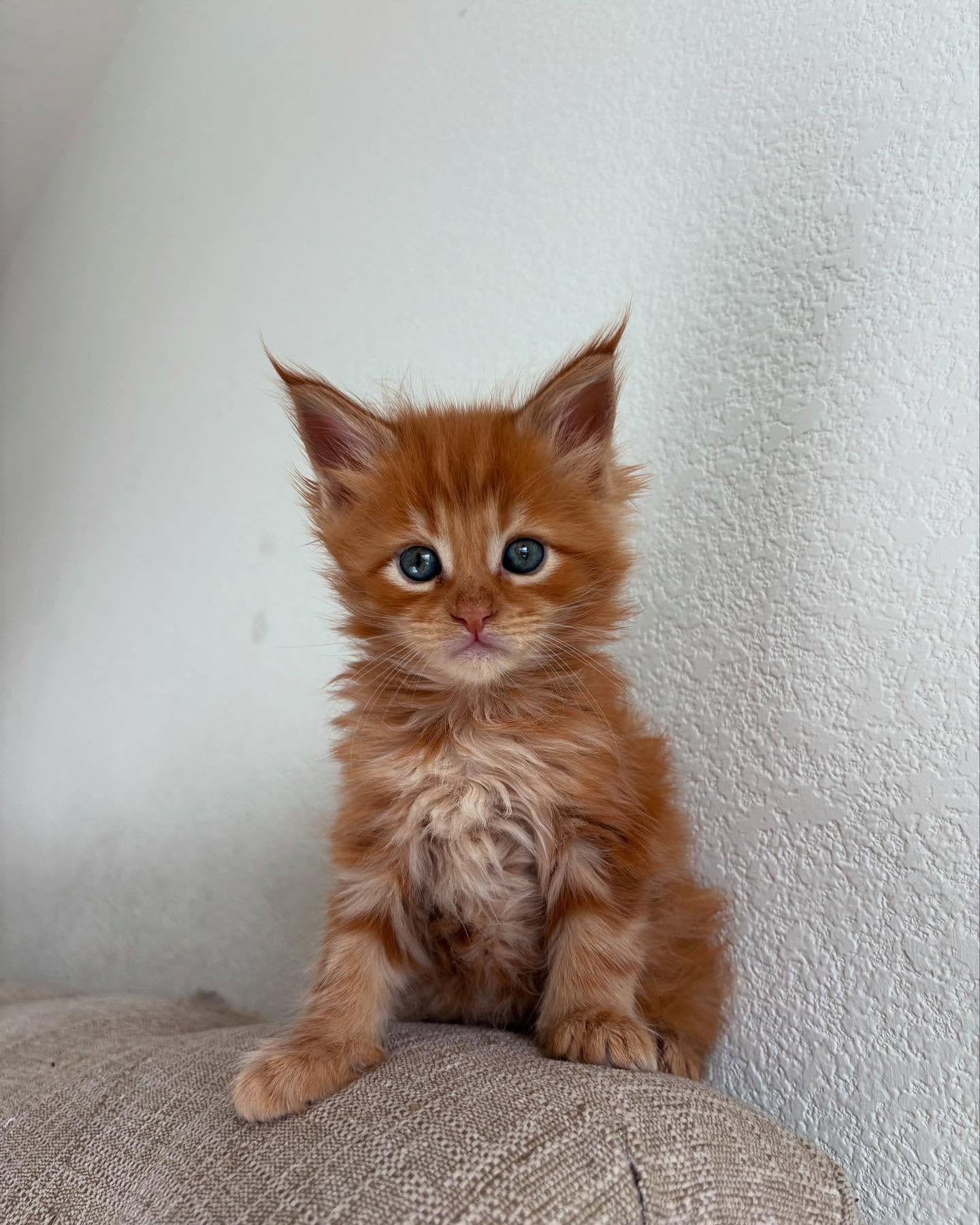 Gatitos gratis para adopción