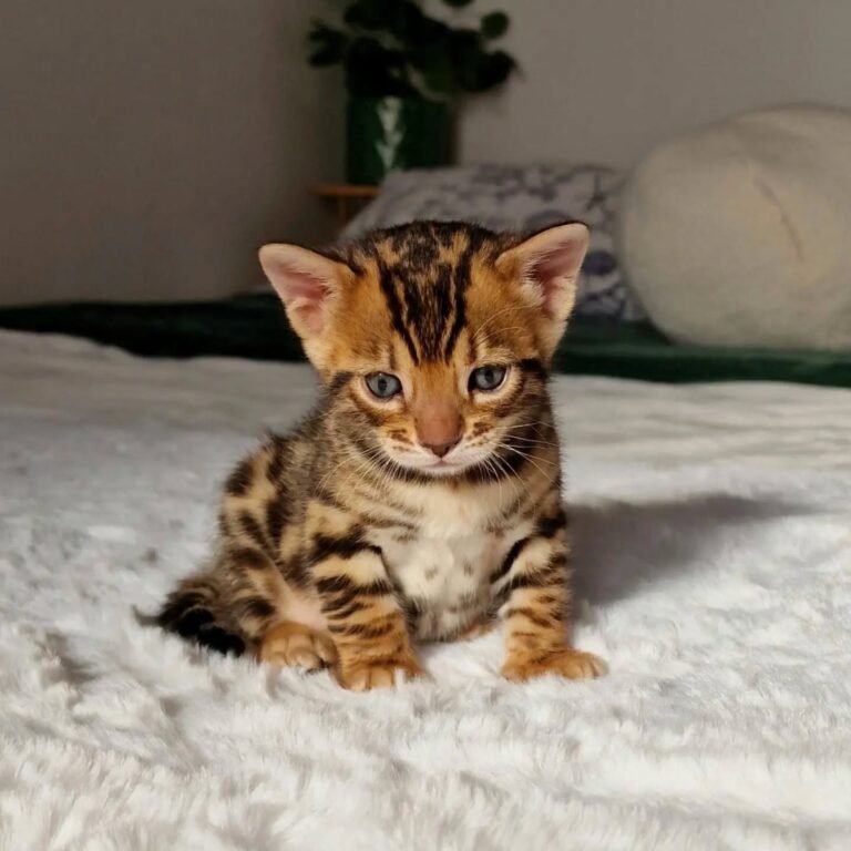 Gatitos disponibles 26 Bengala