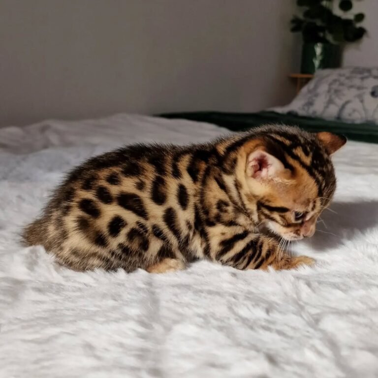 Gatitos disponibles 27 Bengala