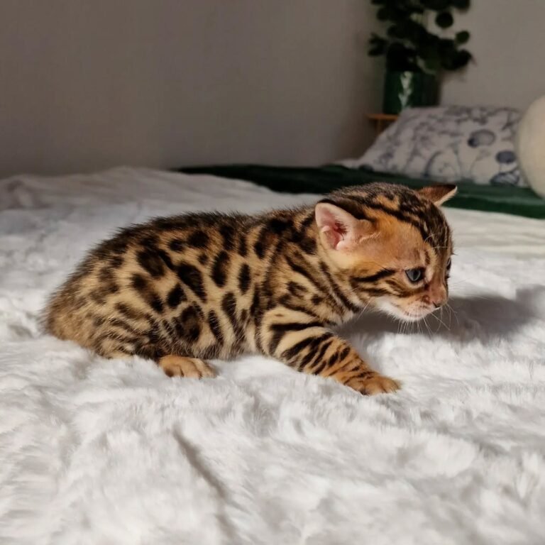 Gatitos disponibles 29 Bengala