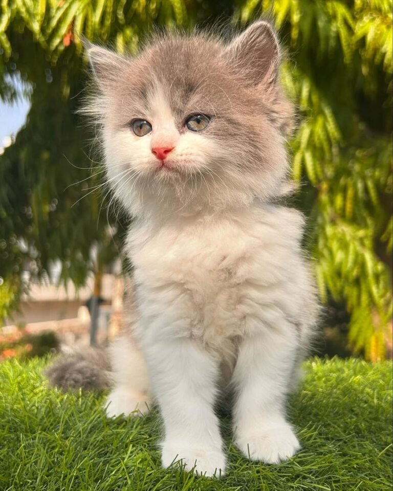 Gatitos disponibles para adopción