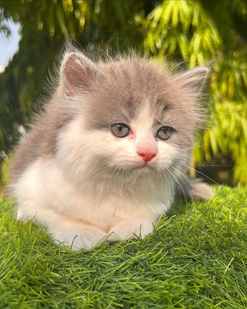 Gatitos en adopción cerca de mí