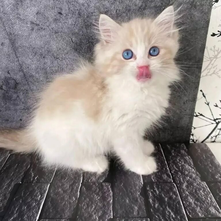 Gatitos disponibles 34 Ragdoll