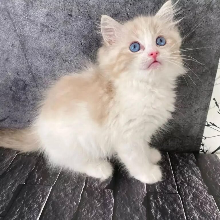 Gatitos disponibles 36 Ragdoll