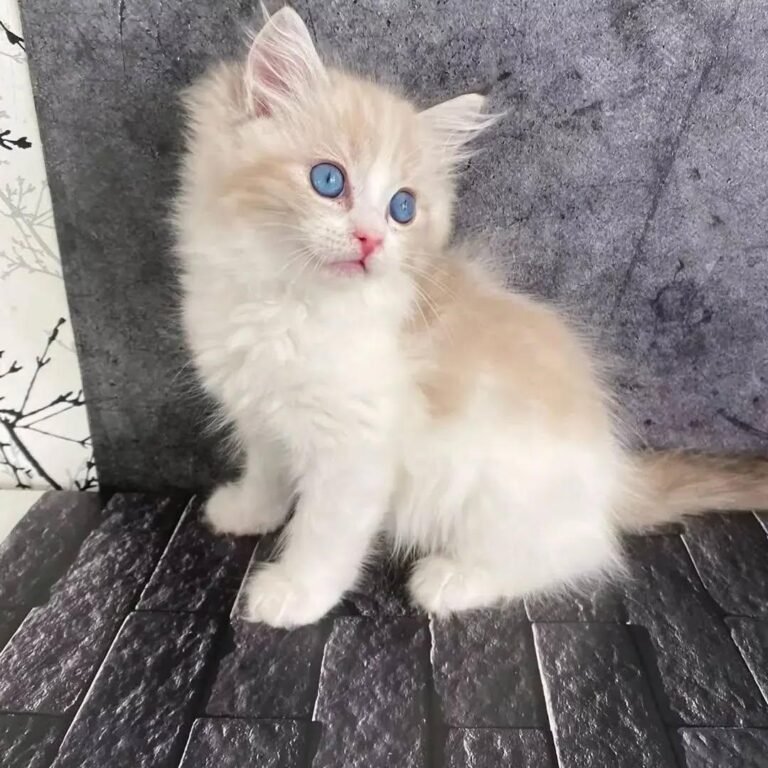 Gatitos disponibles 35 Ragdoll