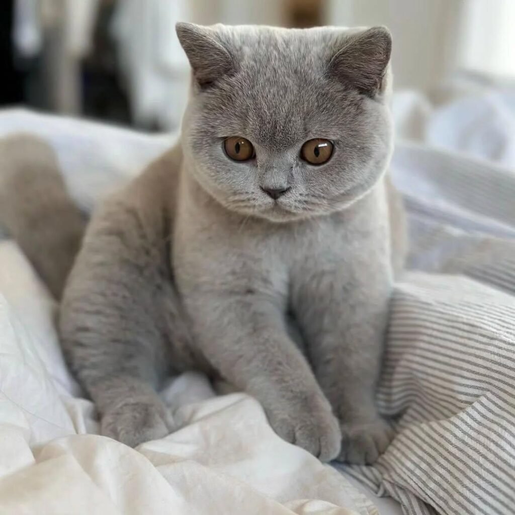Gatitos en adopción