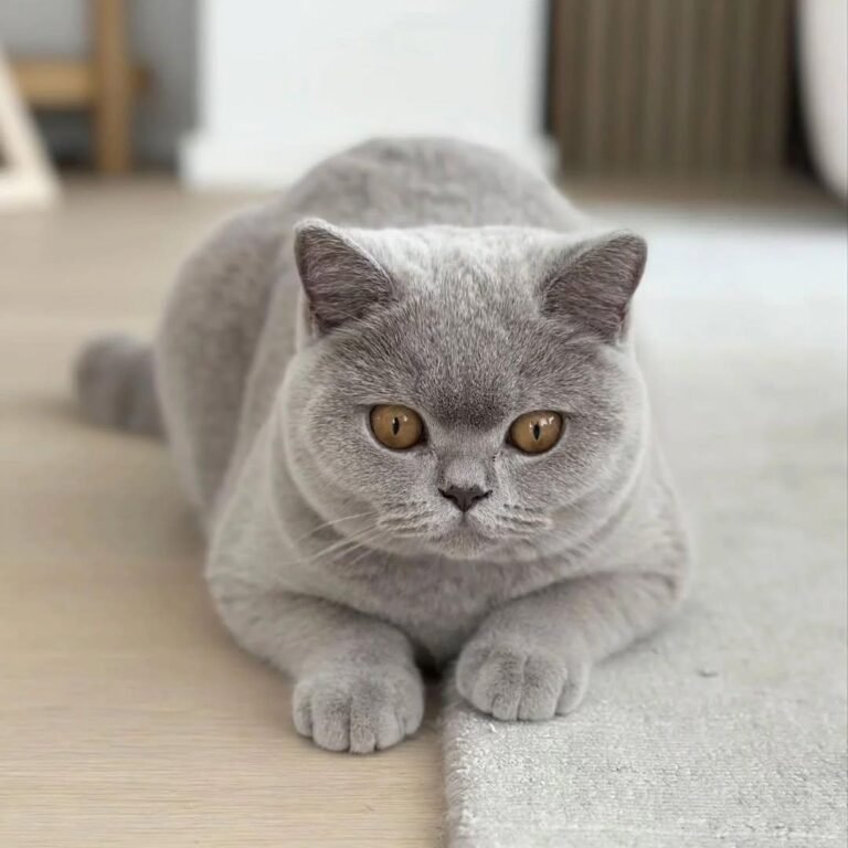 Gatitos buscando casas