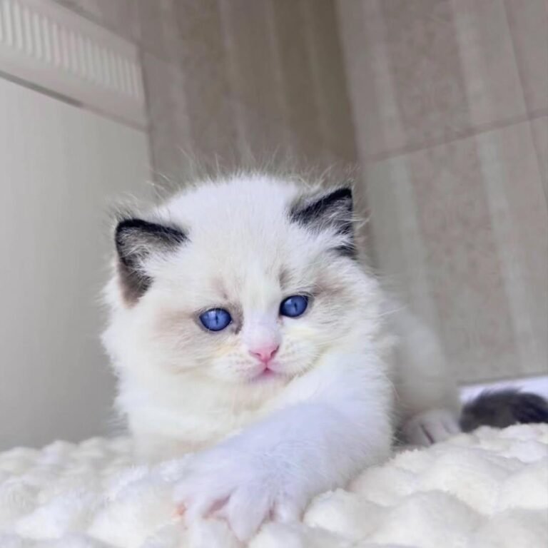 Ragdoll
