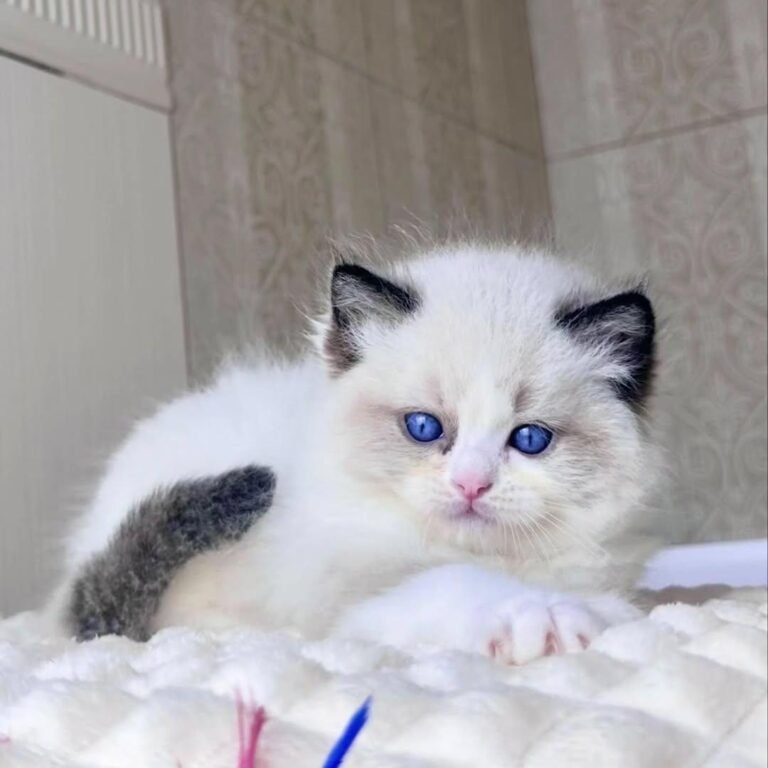 Ragdoll