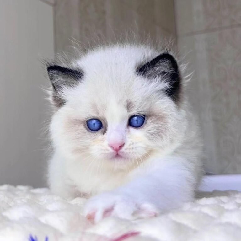 Ragdoll