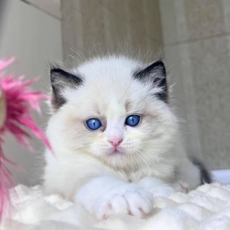 Ragdoll