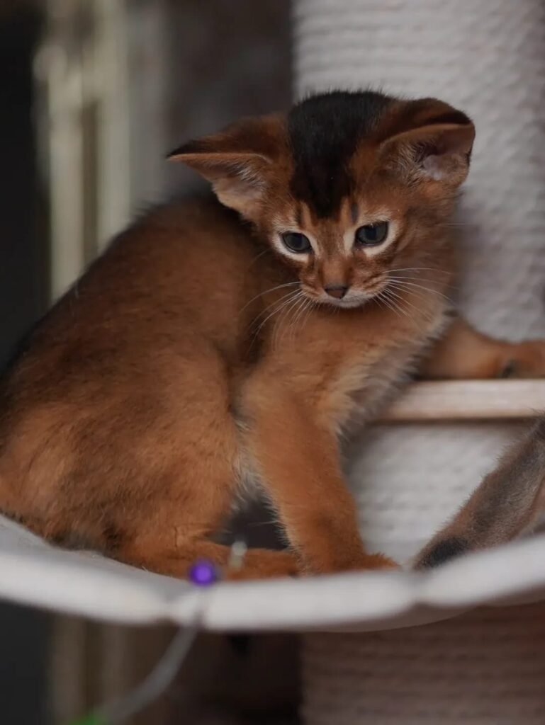 Abyssinian kitten