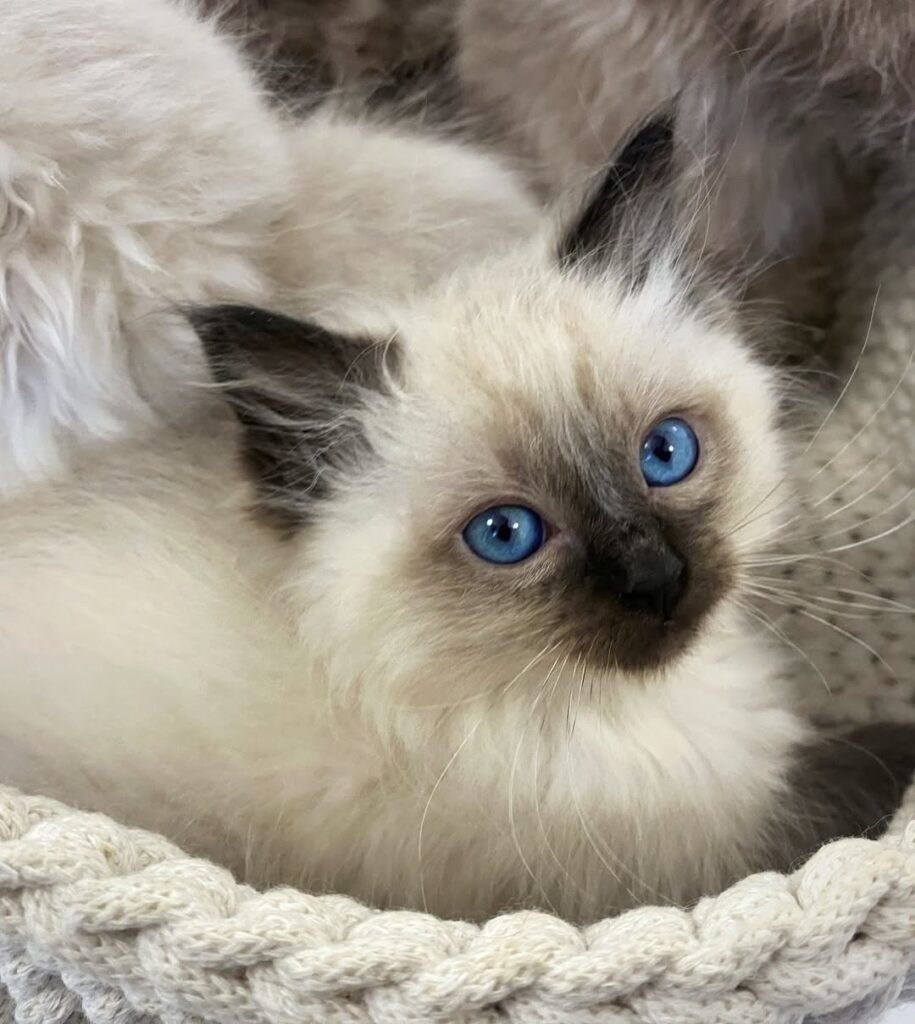 Gatito Ragdoll