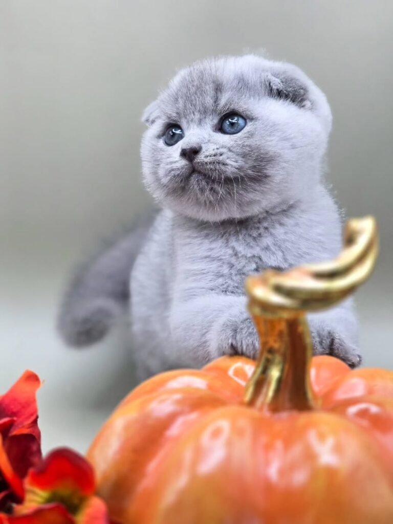Gatito escocés