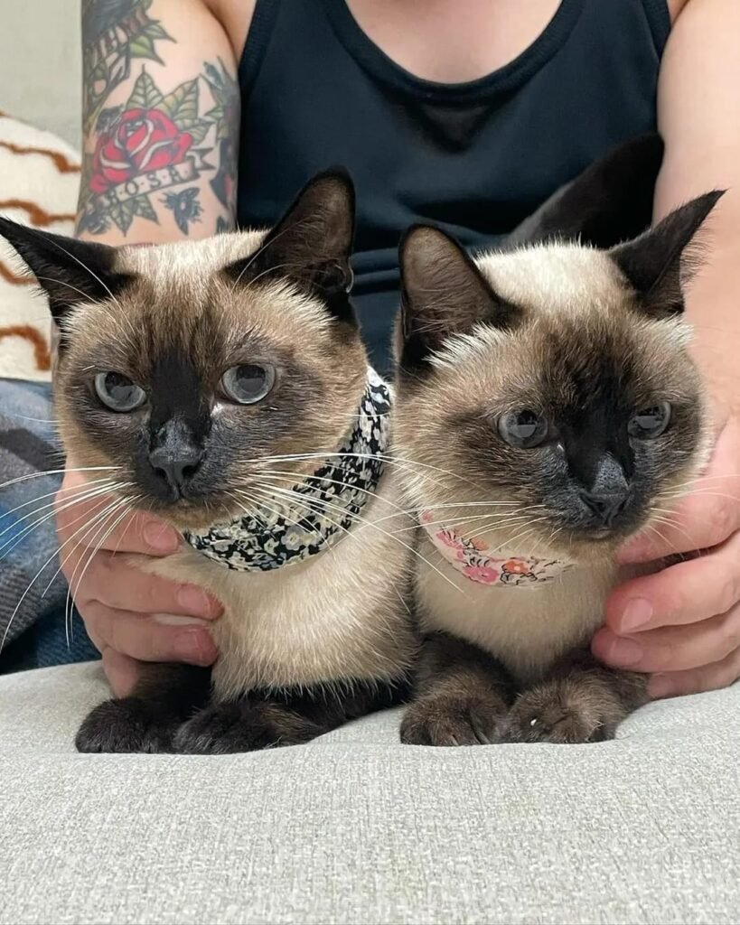 gatitos siameses