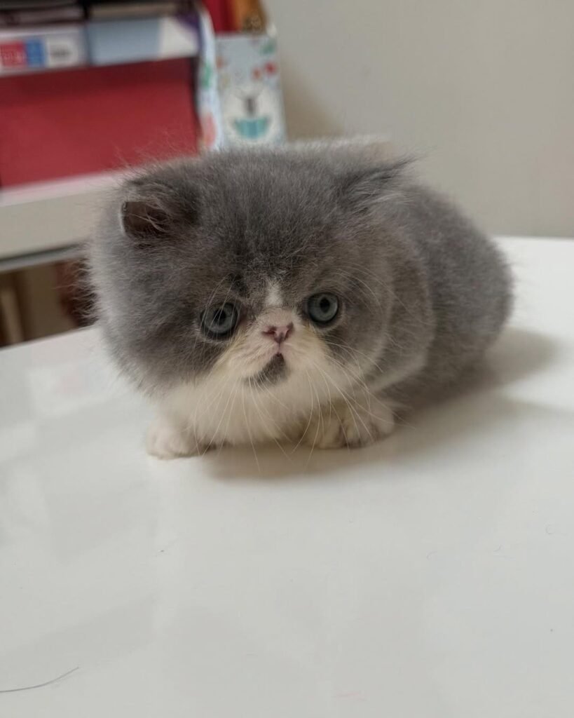 gatito munchkin
