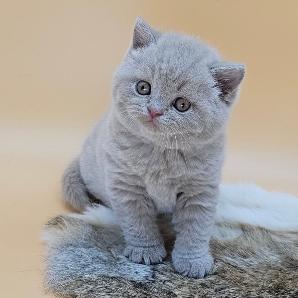 Gatito británico de pelo corto